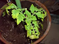 DSC00250.webp
