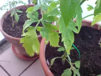 DSC00252.webp