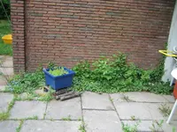 garten_mai2009_mauer.webp garten_mai2009_mauer.webp