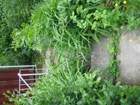 garten_mai2009_treppe.webp garten_mai2009_treppe.webp