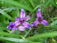 Verwackelte Iris.webp