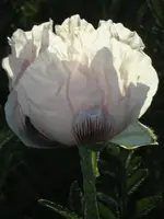 Mohn.webp
