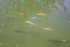Fischis.webp