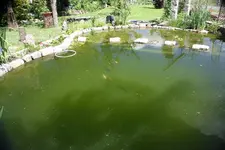 Teich.webp