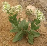 lepidium_draba_tr_sm.webp