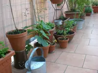 Dachgarten Mai09 001.webp