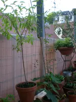 Dachgarten Mai09 002.webp