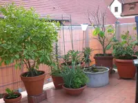 Dachgarten Mai09 005.webp