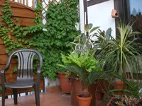 Dachgarten Mai09 006.webp