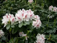 SANY7.webp