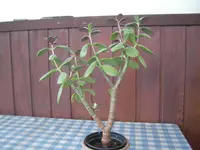 SANY06.webp
