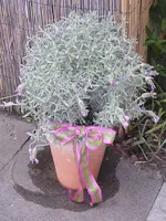 Garten 001.webp