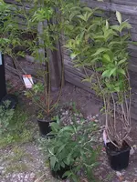 Garten 004.webp