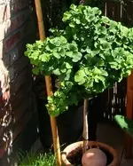 Gingko20009.webp