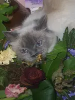 Blumenkind.webp