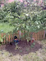 mein Apfelbaum,links seht ihr Mohn dann kommt Lavendel dann kommt Waldmeister.in den Kübeln s...webp