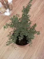 IMAGE_191.webp
