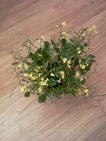 IMAGE_192.webp