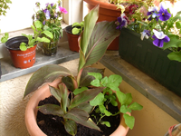 cannas 05-2.webp
