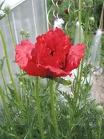 Garten09 002.webp