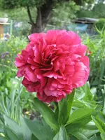 Garten09 003.webp