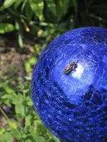 Garten09 005.webp