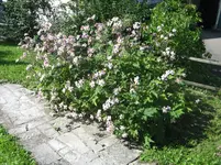 20060908_2197.webp 20060908_2197.webp