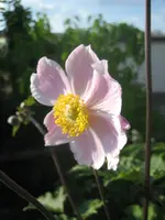 20080723_6139.webp 20080723_6139.webp