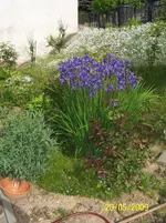 Irisstaude blau.webp