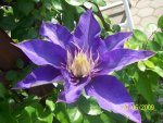 Clematis dunkelblau.JPG