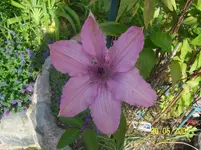Clematis rosa.webp