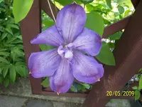 Clematis violett.webp