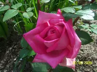 Rose.webp