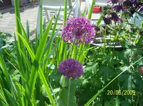 Zierlauch.webp