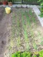 Zwiebelbeet.webp