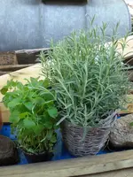 CIMG6894.webp