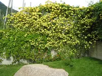 013.webp