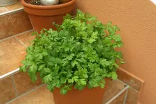 CIMG5239.webp CIMG5239.webp