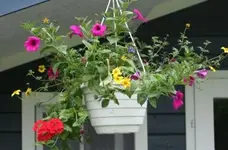 bunte Blumenampel_klein.webp