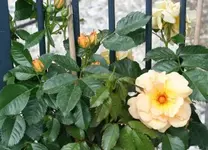 Maigold1_klein.webp