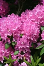 Rhodi1 Blüten groß_klein.webp