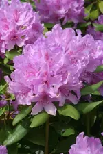 Rhodi2 Blüten groß_klein.webp