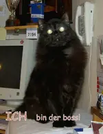 Ich bin der boss.webp
