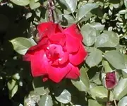 rose.webp