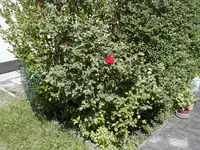 rose2.webp