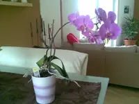 Bild048.webp