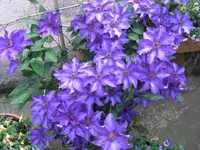 Clematispracht 1.webp