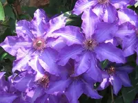 Clematispracht 2.webp
