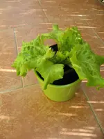 Grazer Krauthäuptel.webp