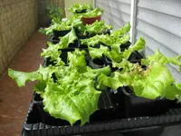 Grazer Krauthäuptel 21.05.09.webp